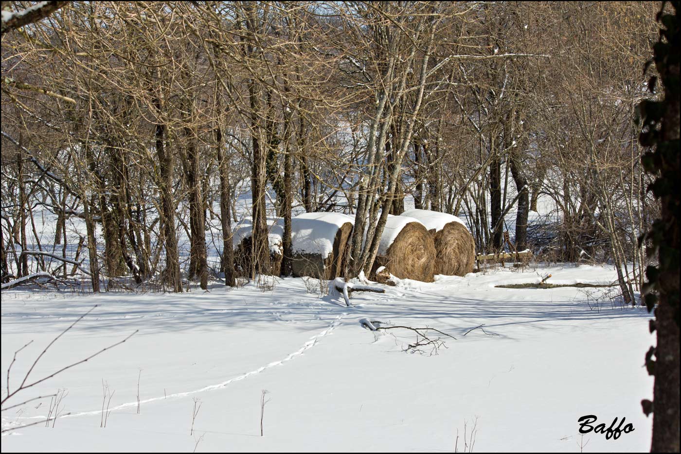 Alberi d''inverno... un invito